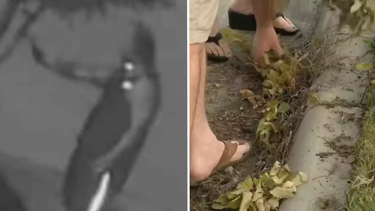 Man dubbed 'Edward Scissorhands' cuts trees during middle of night in Fort Worth neighborhood