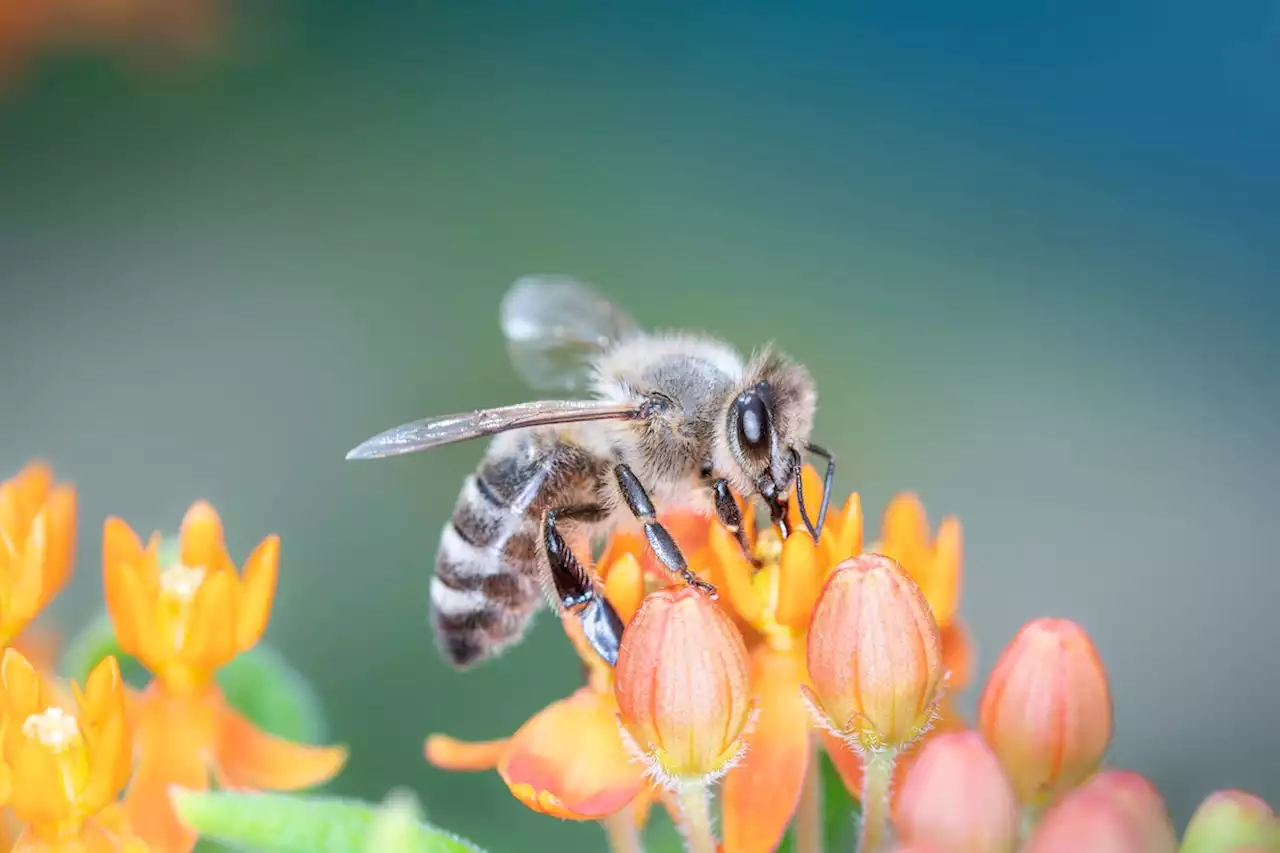 WWF: Insektensterben nimmt dramatisches Ausmaß an