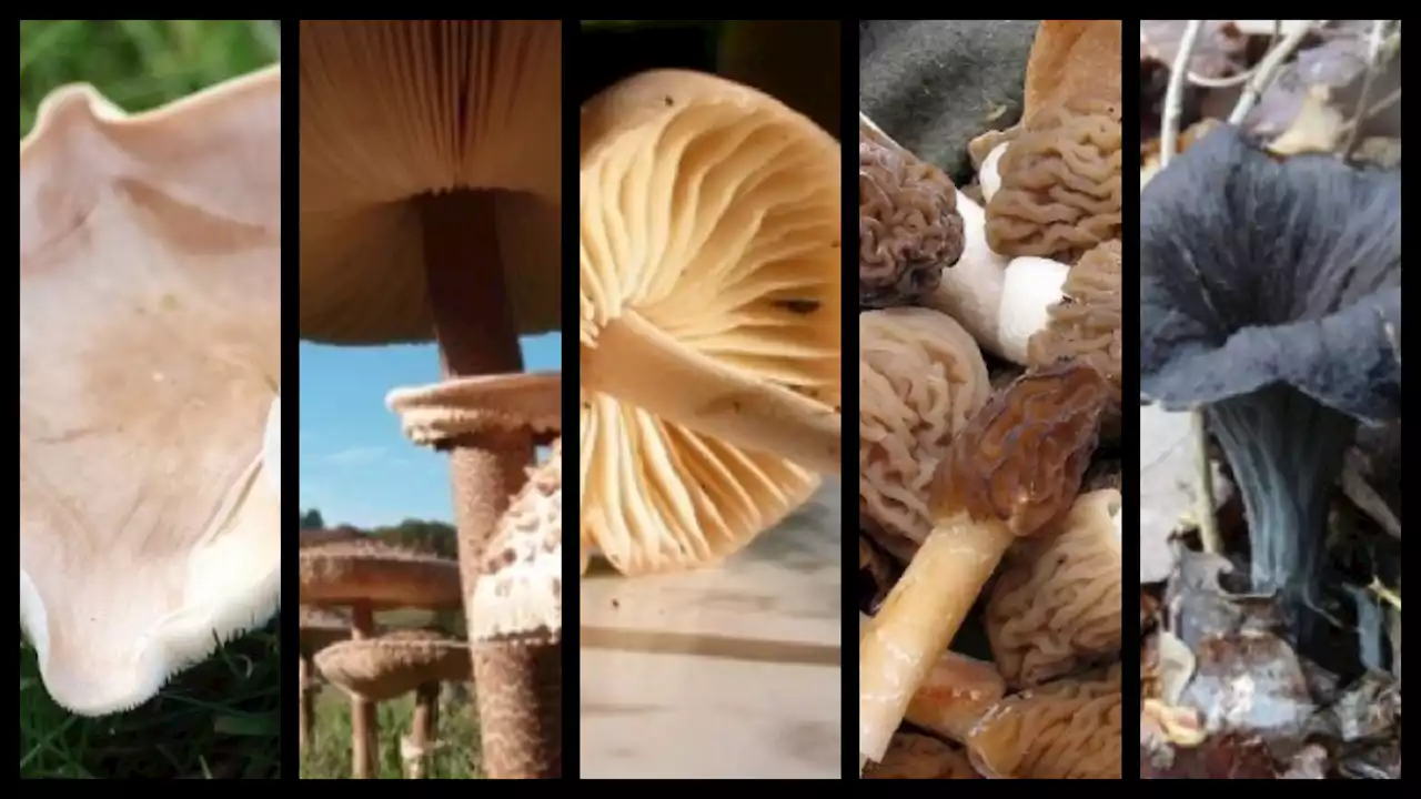 Champignons : voici les 10 meilleures espèces à cueillir