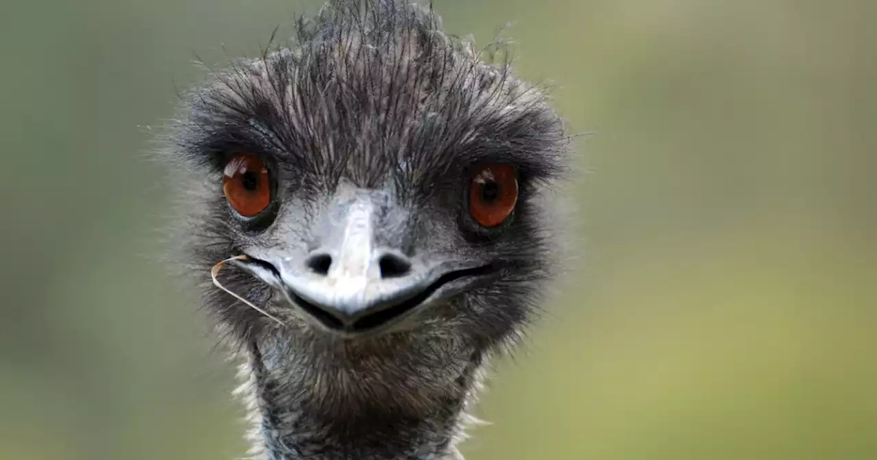 TikTok emu star sick with bird flu