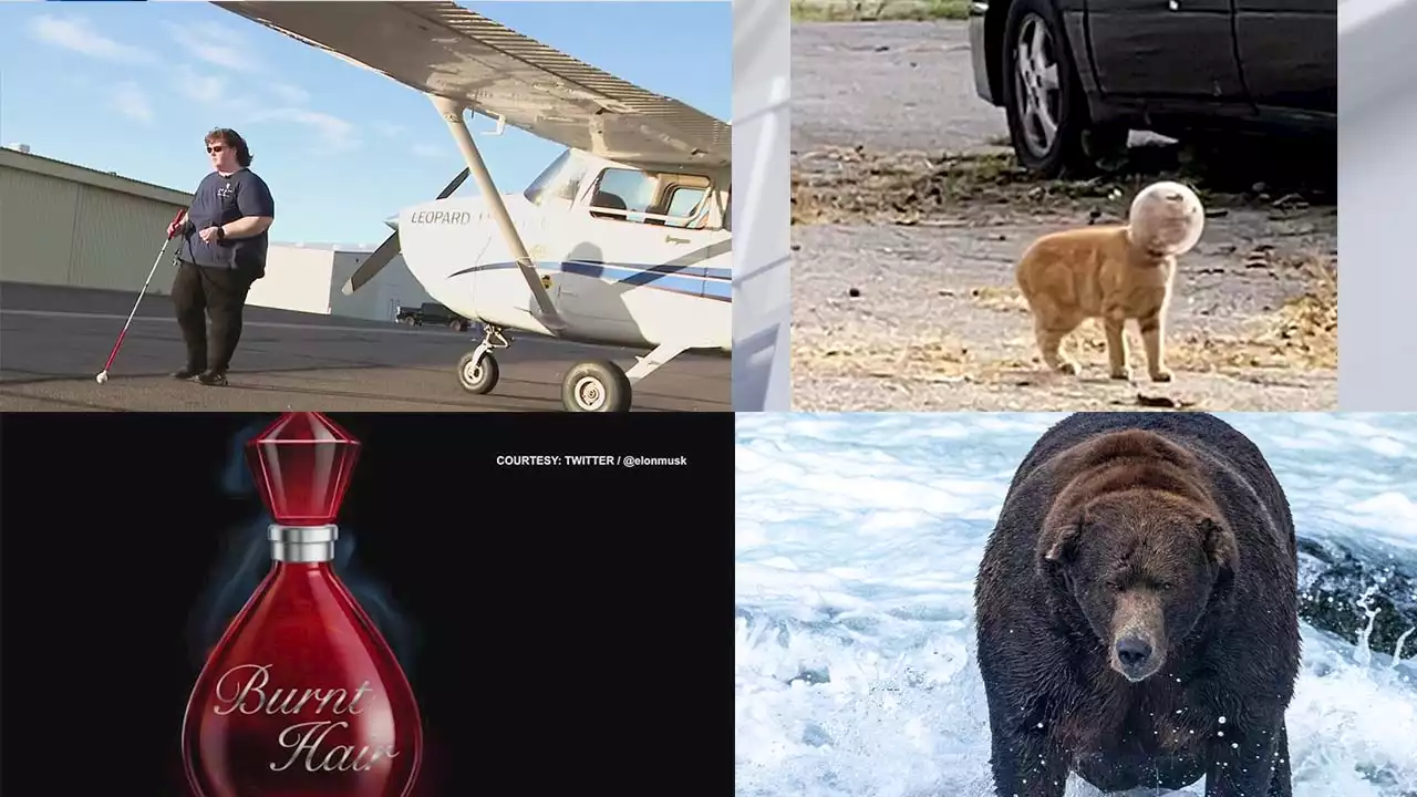 Blind woman pilots plane, 'Burnt Hair', Fat Bear Week winner: This week's heartwarming, offbeat headlines