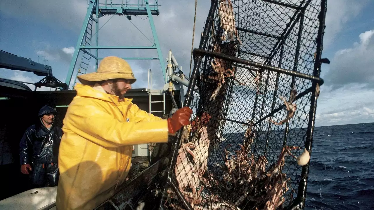 Alaska crabbers rip conservation decision to cancel over $200M harvest: 'Unbelievable'