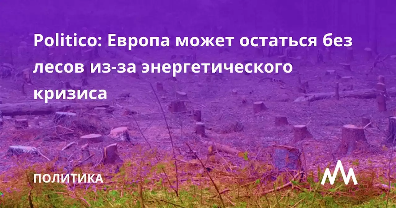 Politico: Европа может остаться без лесов из-за энергетического кризиса