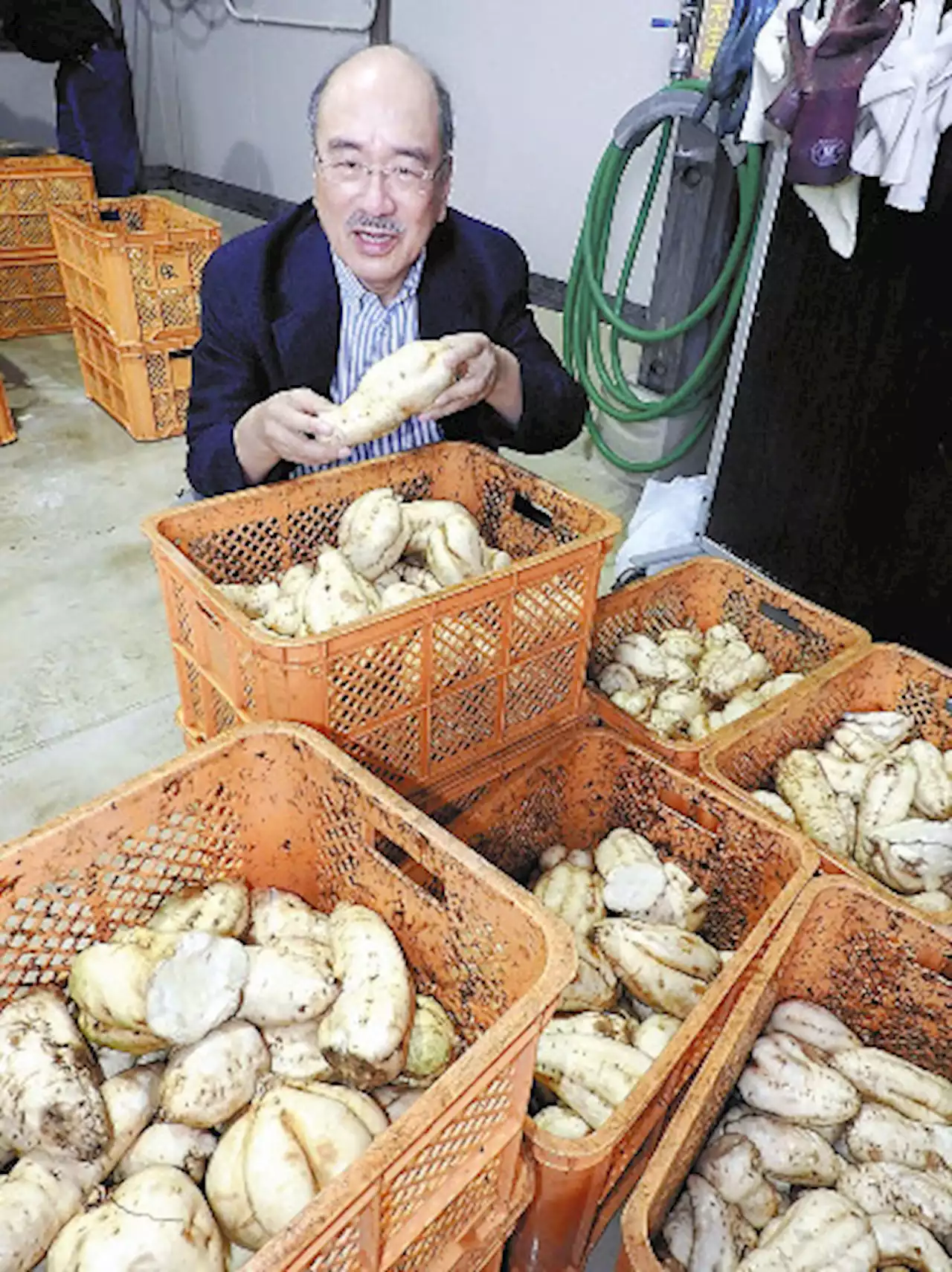 値上げラッシュ、芋焼酎にもう一つの危機…伝染病でサツマイモが不足 - トピックス｜Infoseekニュース