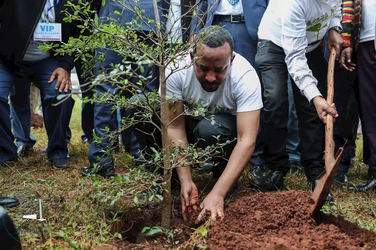 Ethiopia Planted 350 Million Trees in Just 12 Hours