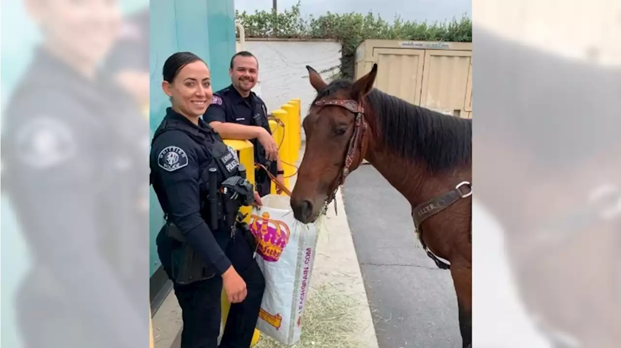 Horseback rider ‘galloping through traffic’ in Whittier apprehended on suspicion of DUI