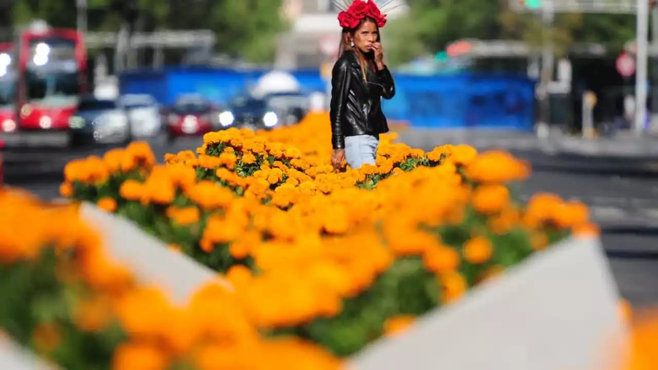 Cempasúchil en CDMX: Vialidades en las que puedes disfrutar de esta típica flor