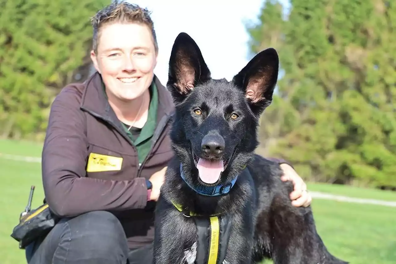 Meet some of the cute dogs up for adoption and rehoming at Dogs Trust Leeds