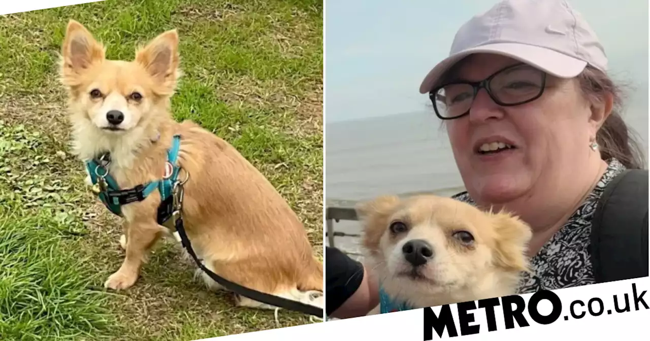 Woman 'will sue' owner of dogs who mauled her chihuahua 'like chew toy'