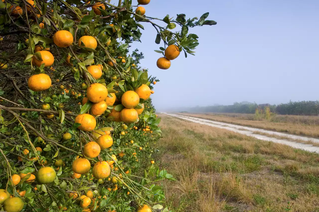 Florida Citrus and Agriculture Struggle After Hurricane Ian