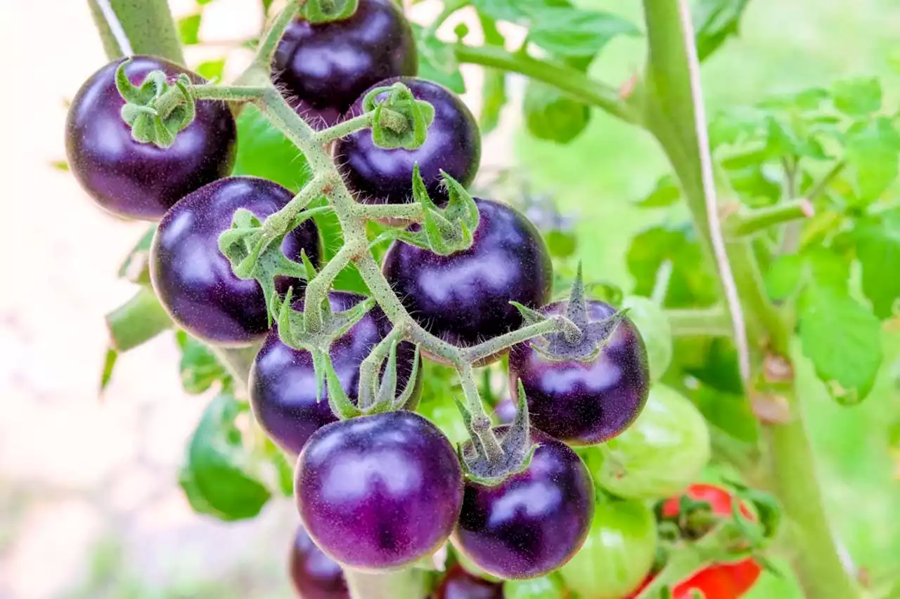 Why I am keen to get my hands on genetically modified purple tomatoes