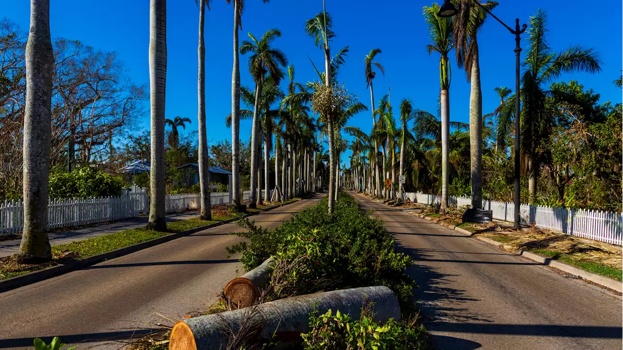 Palm trees in Florida weathered Hurricane Ian's wrath just fine