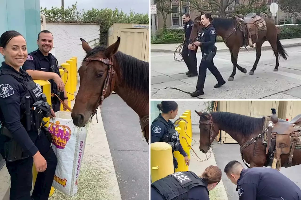 Galloping under the influence: SoCal police arrest horseback rider suspected of DUI