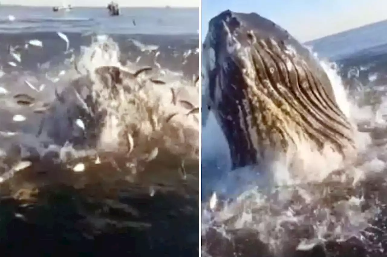 Watch as humpback whale brushes father and son’s fishing boat off the Jersey Shore