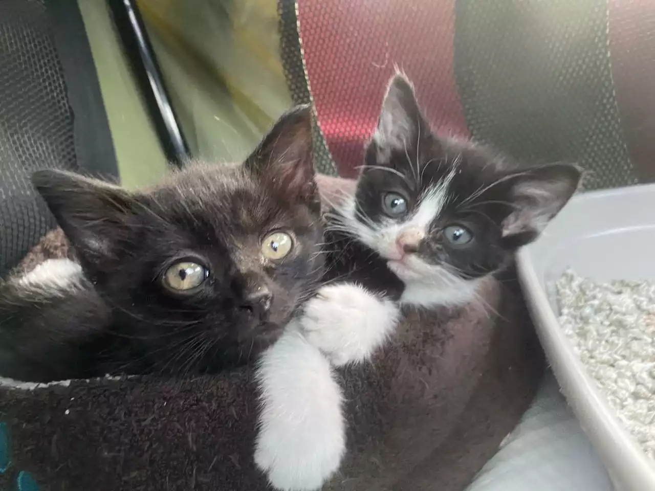 Kittens left in carrier on rescue centre's driveway during influx of cats being admitted