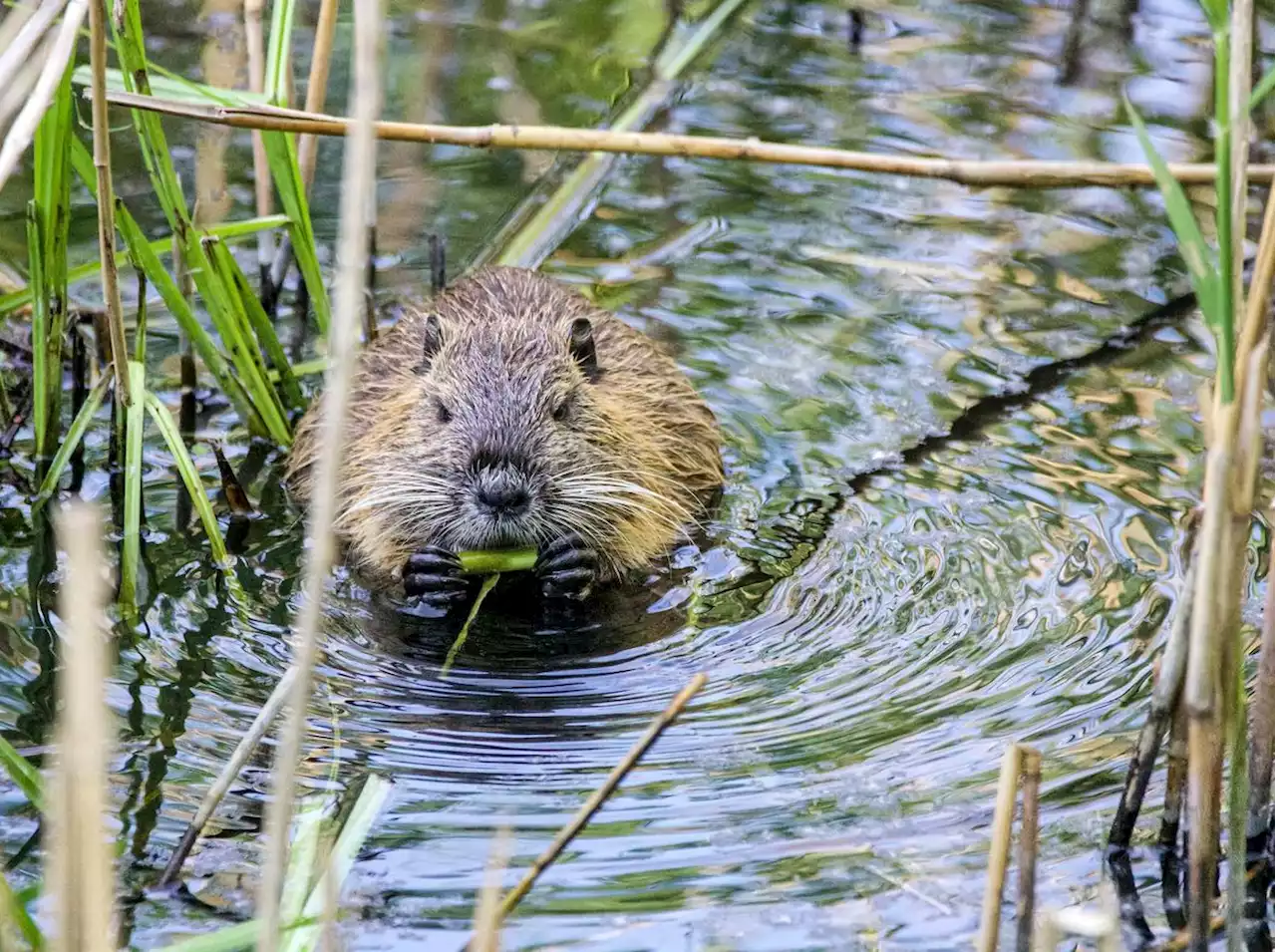 Plans to reintroduce beavers on Shropshire estate next year