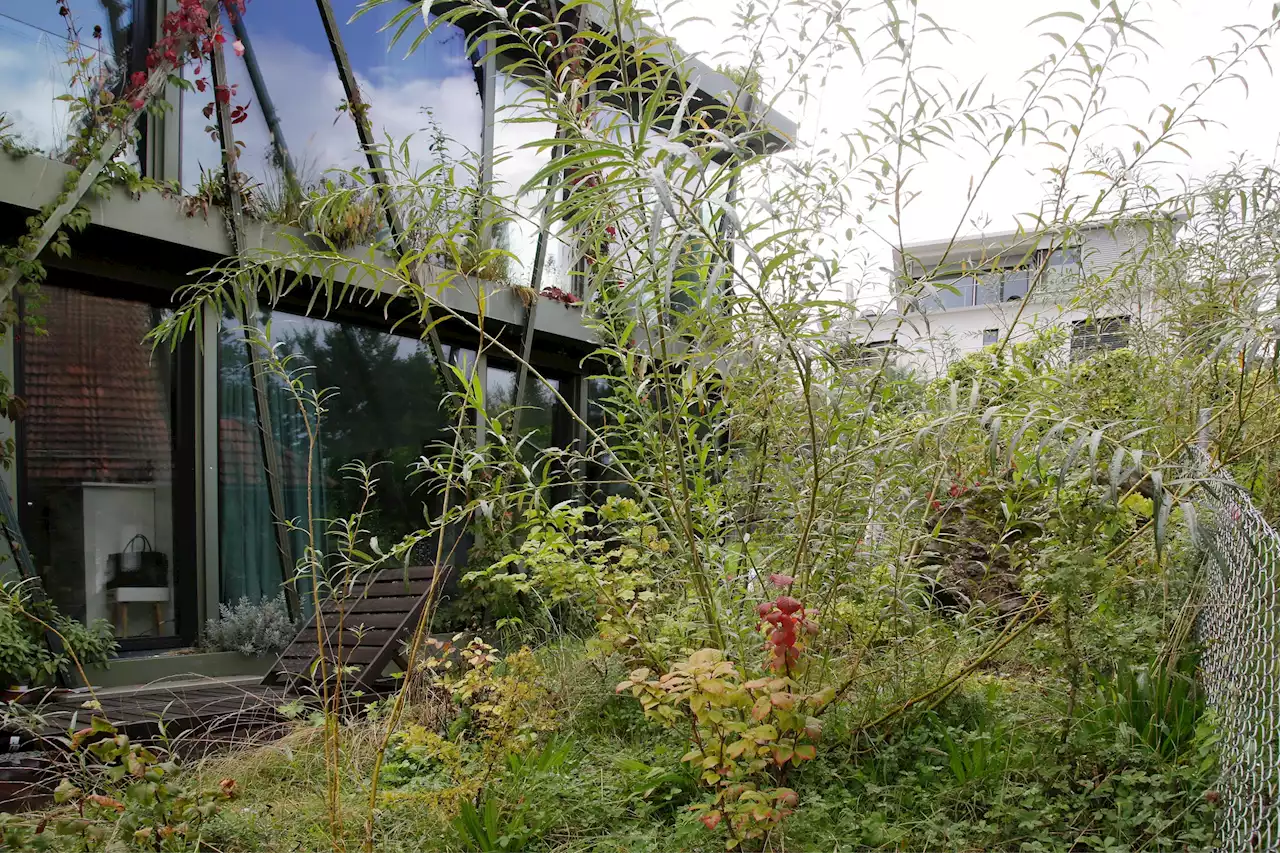 Neuer Ansatz im Siedlungsbau – Ein lebendiger Mini-Wald vor dem Haus statt ödem Rasen