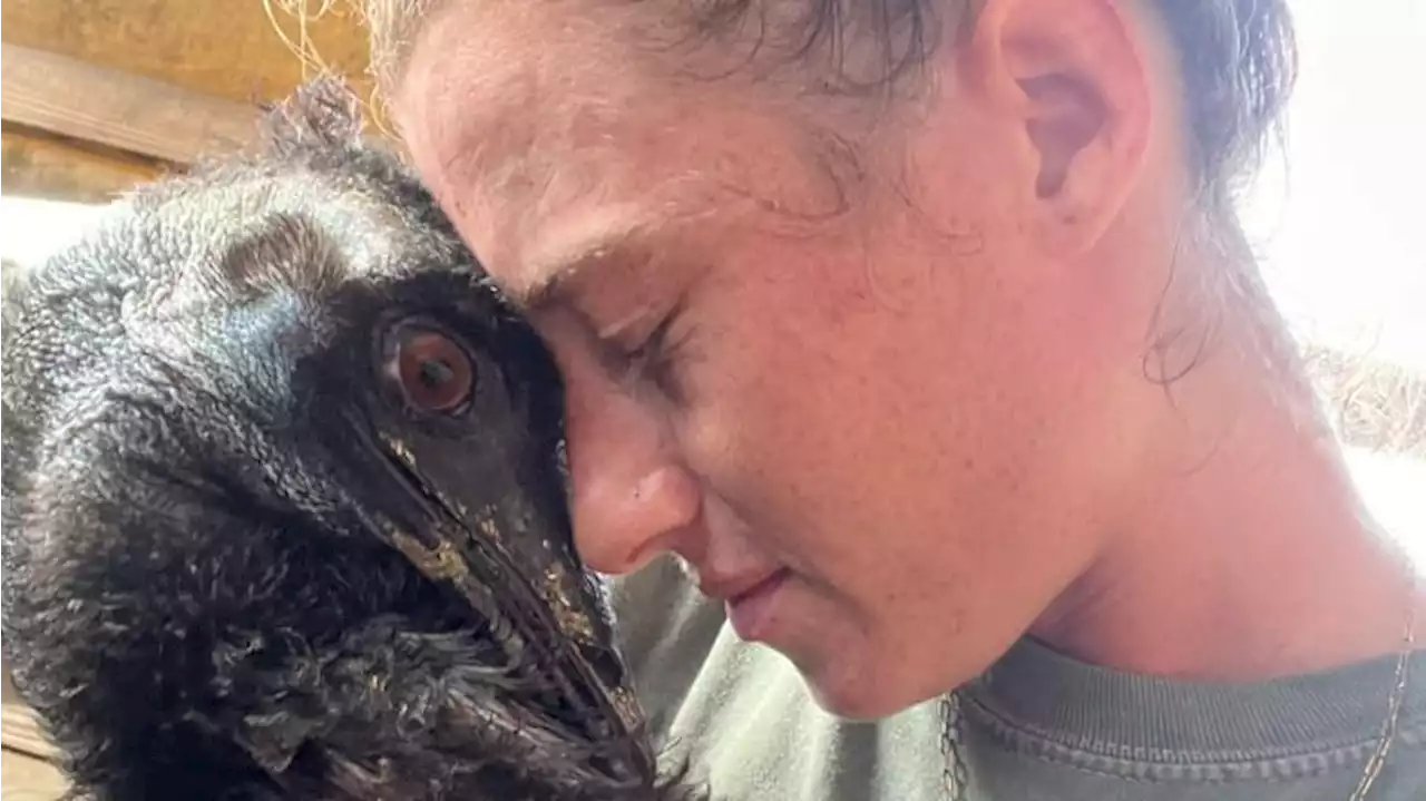 TikTok Star Emmanuel the Emu Sickened in Deadly Flu Outbreak