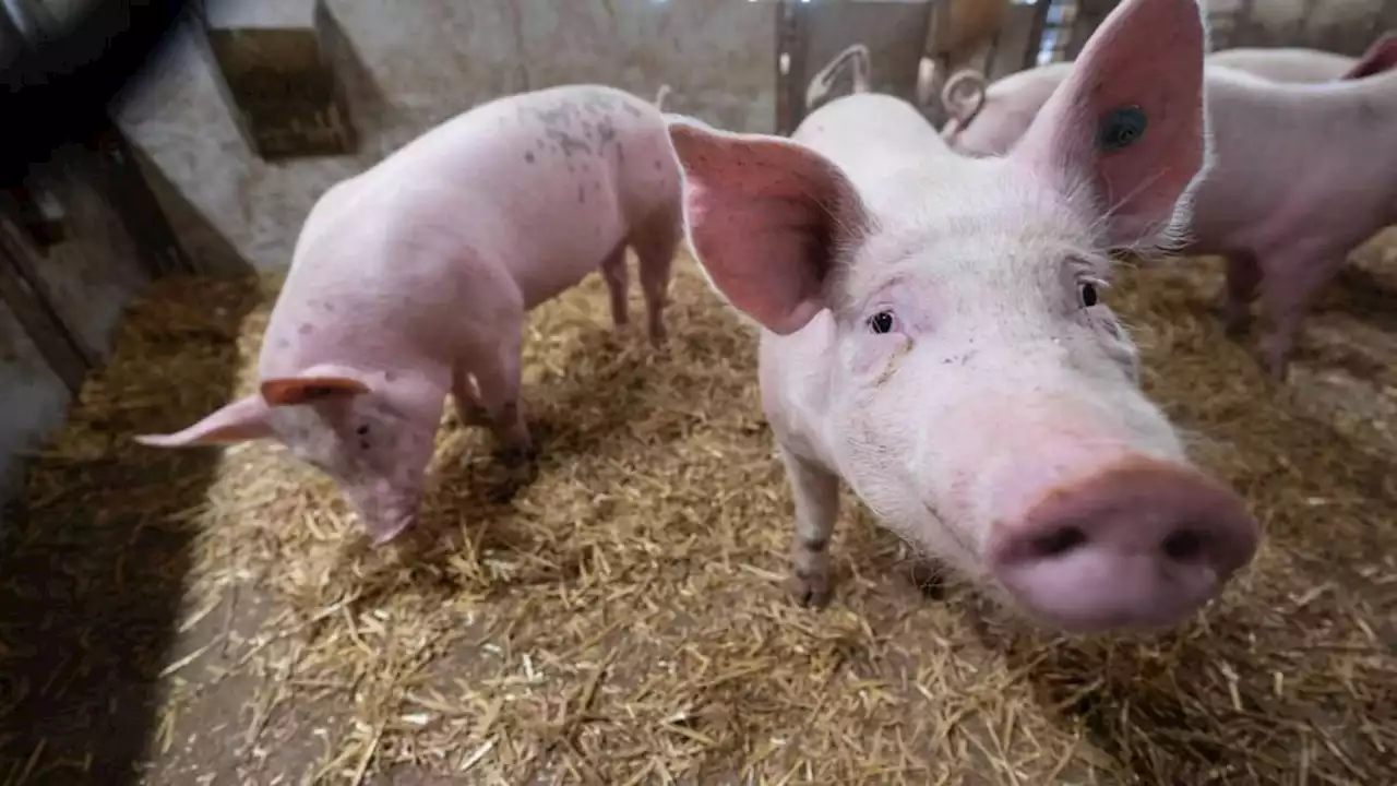 mehrheit akzeptiert höhere fleischpreise für mehr tierwohl