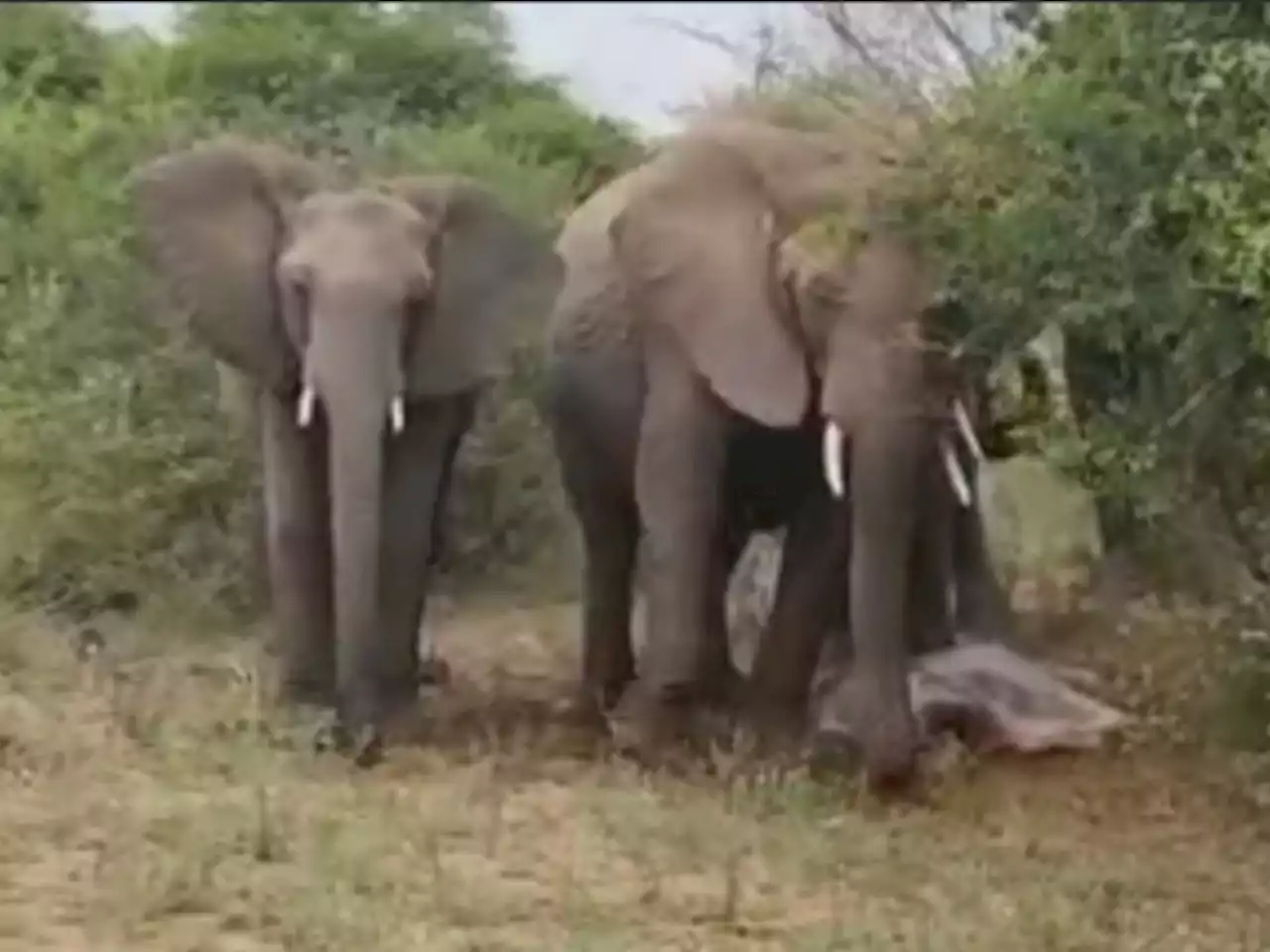 These Lucky Folks Witnessed This Elephant Giving Birth In The...