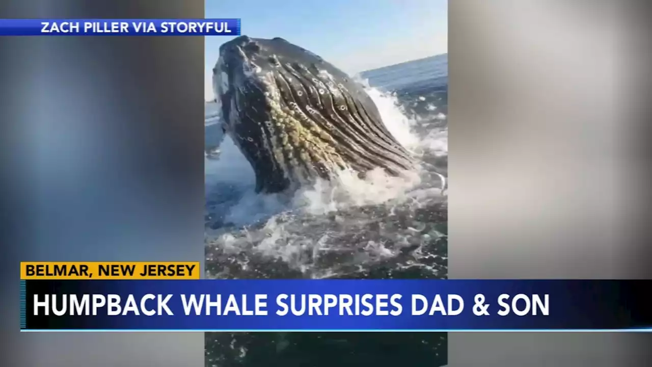 Humpback whale surprises Bucks County father and son fishing at Jersey Shore