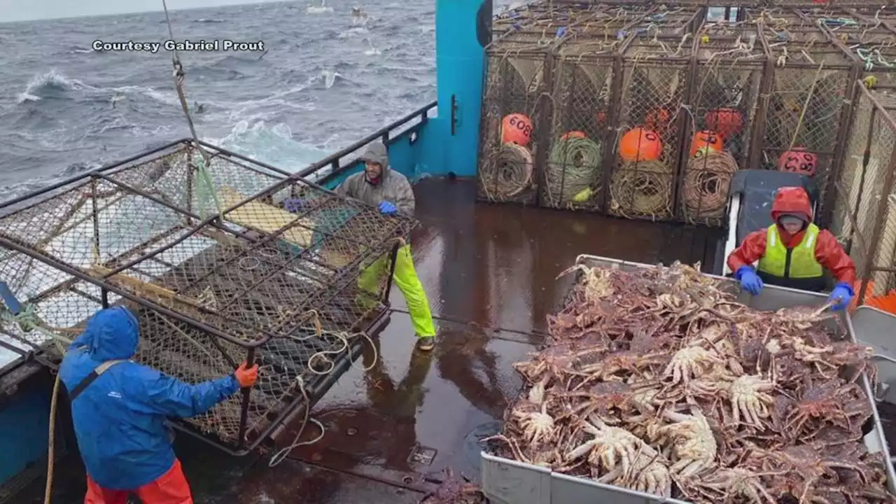 Snow crab shortage: Billions of snow crabs disappeared from waters around Alaska, cancelling harvest