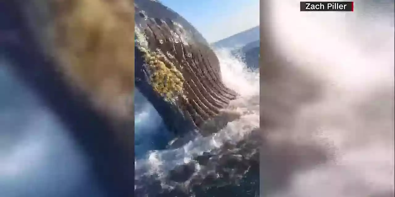 Humpback whale breaches surface of the water near father and son