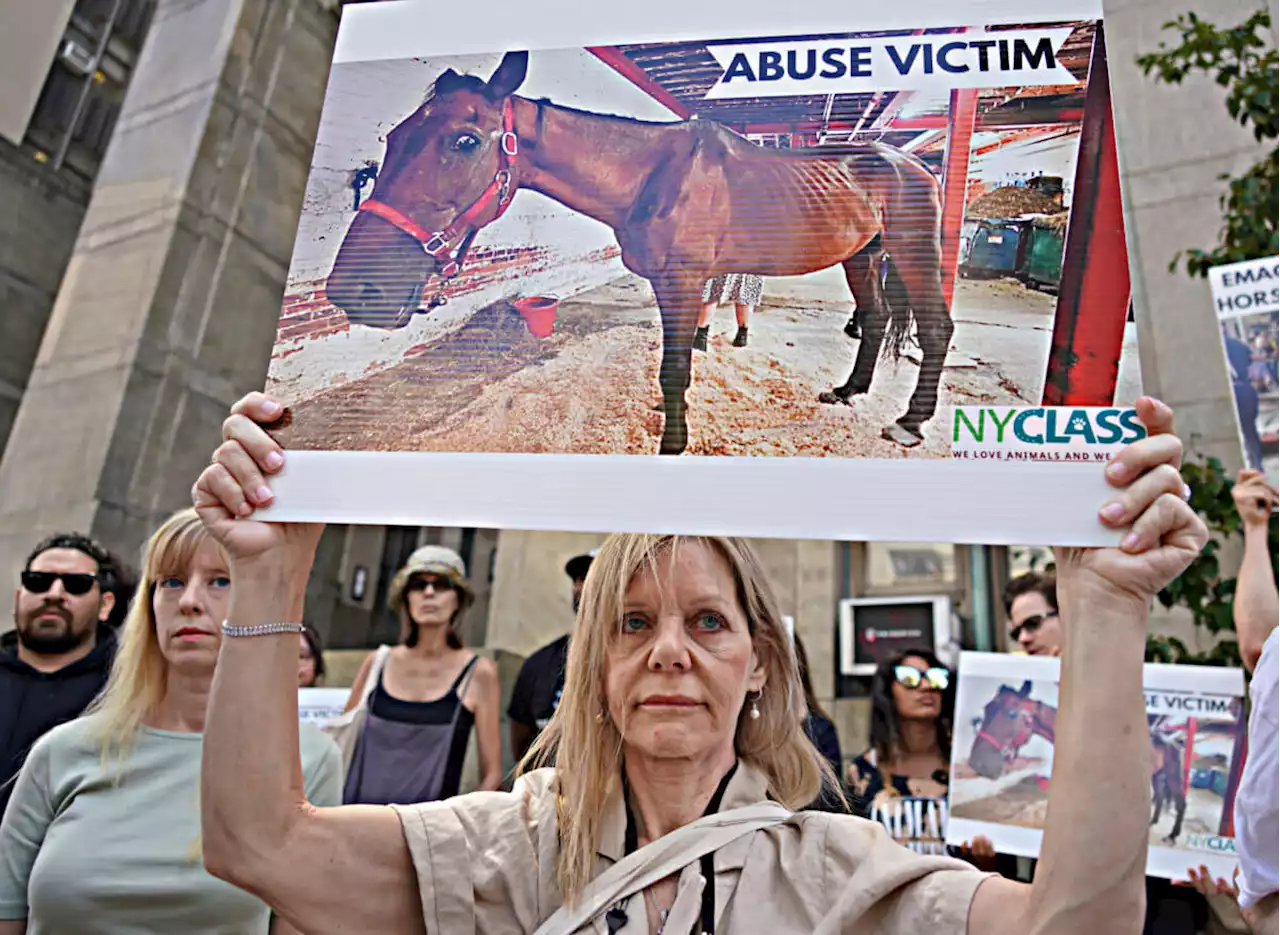 Carriage horse Ryder dies months after infamous collapse on Midtown streets | amNewYork