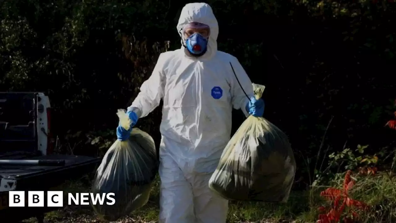 Anti-Bird flu measures in place across Great Britain