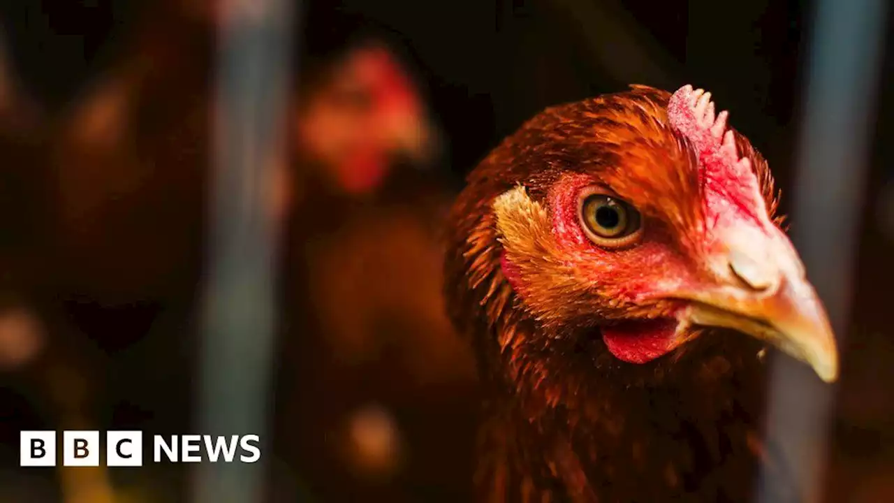 Anti-Bird flu measures in place across Great Britain