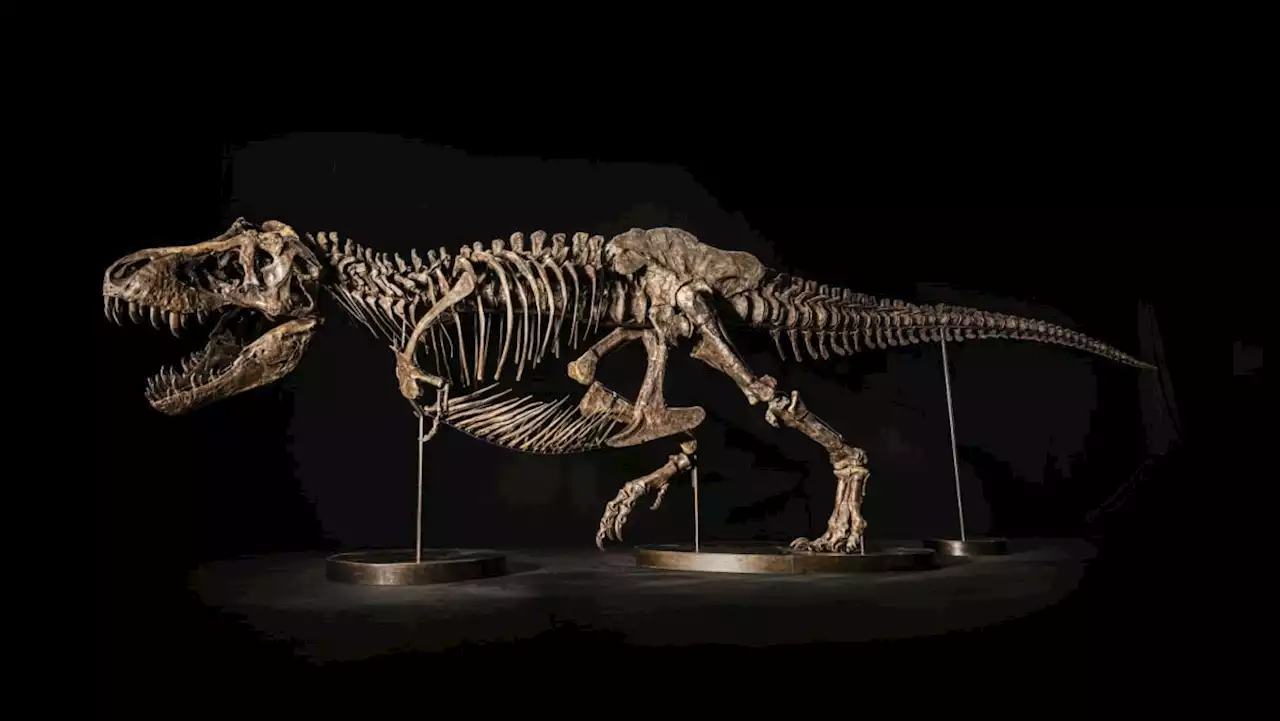 T. rex skeleton to go on display in Singapore ahead of Hong Kong auction