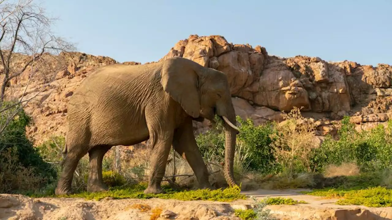 Desert elephants are finding friends in the drylands of Namibia | CNN