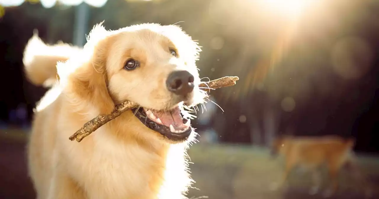 Dog owner's warning as puppy needs surgery after 'crying and whining' on walk