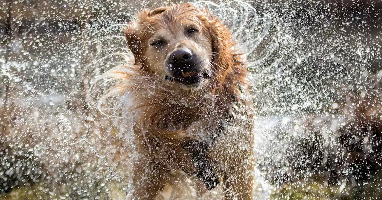 The easy way to banish 'wet dog' smells from your home with household ingredient