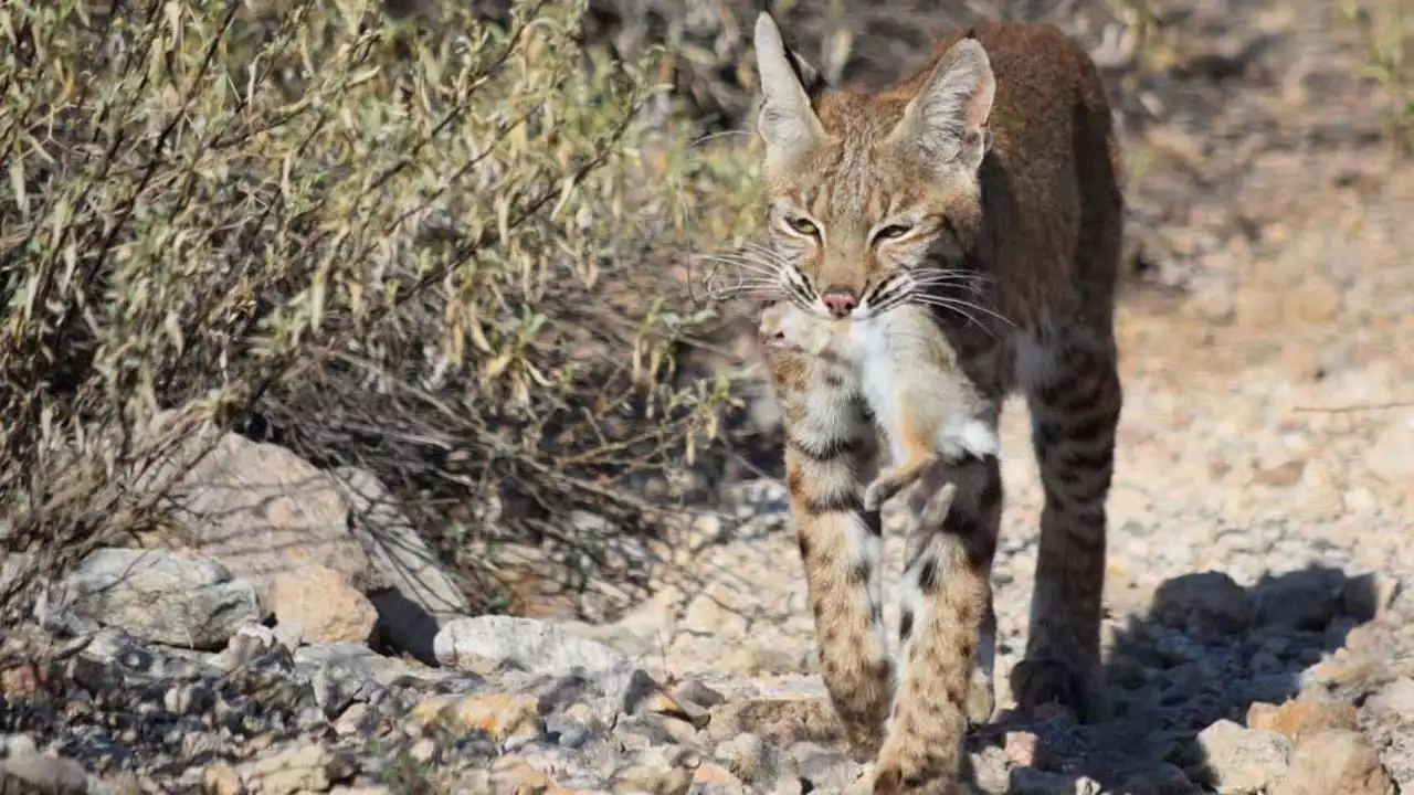 Radio-collared bobcat in Tucson research project found dead; reward offered