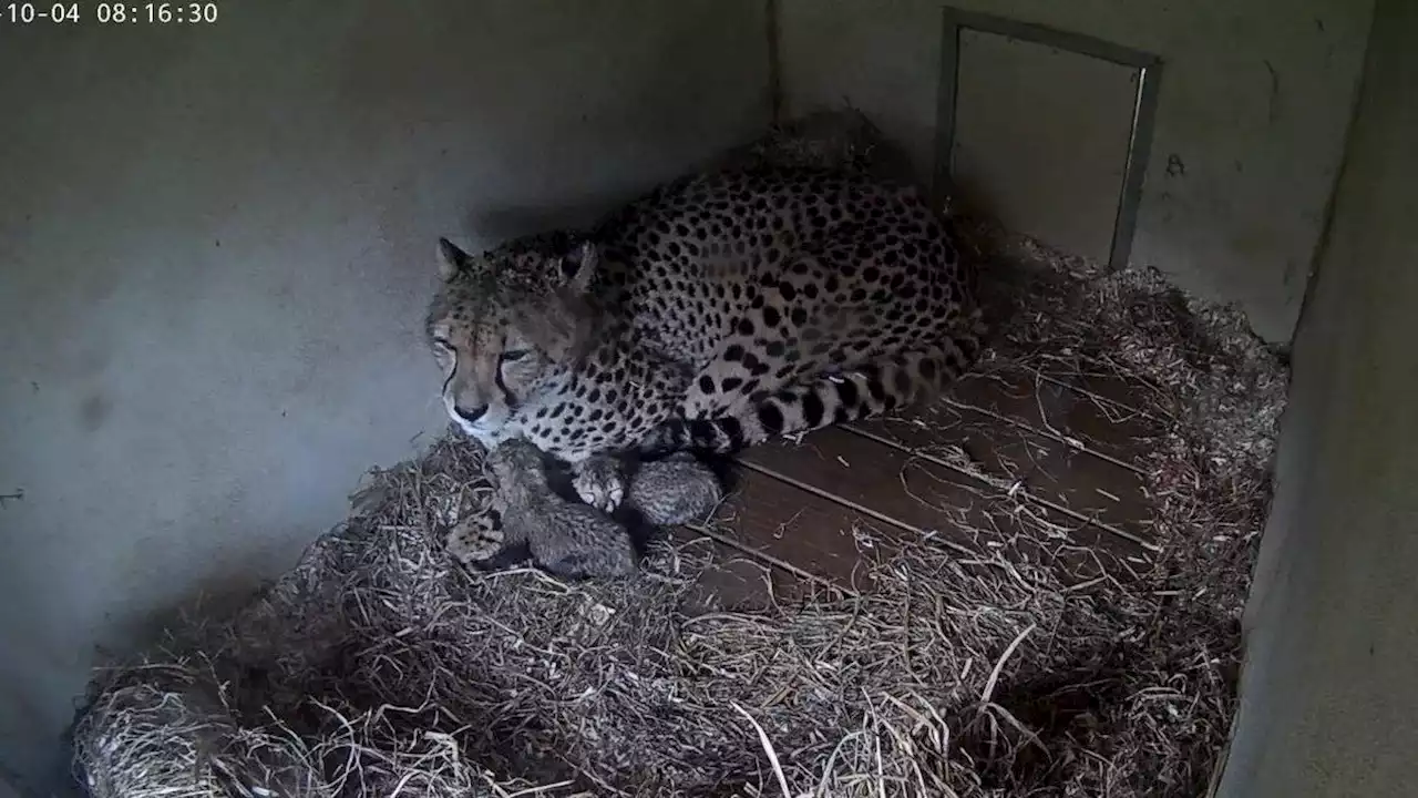 Smithsonian's Baby Cheetah Cam Is the Warmest and Fuzziest Stream on the Internet This Week