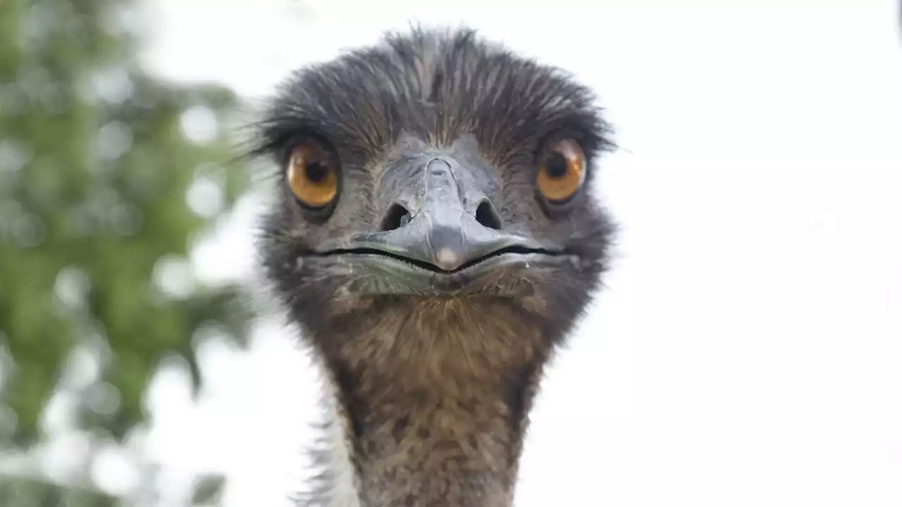 'This Is How Zoonotic Transmissions Occur': Virologists Horrified by Sick Emu Cuddlefest