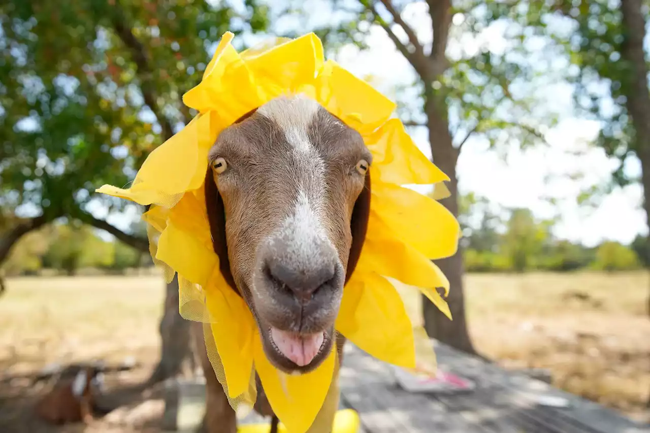 Happy H-a-a-a-lloween: See the Houston-area's best goat costumes