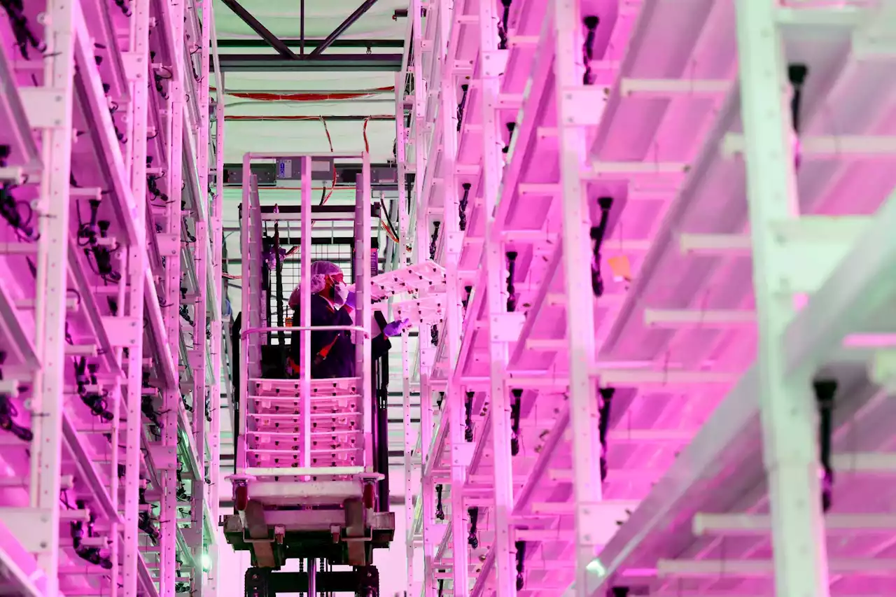 In Texas, high-tech vertical farms are transforming how Houstonians get their greens