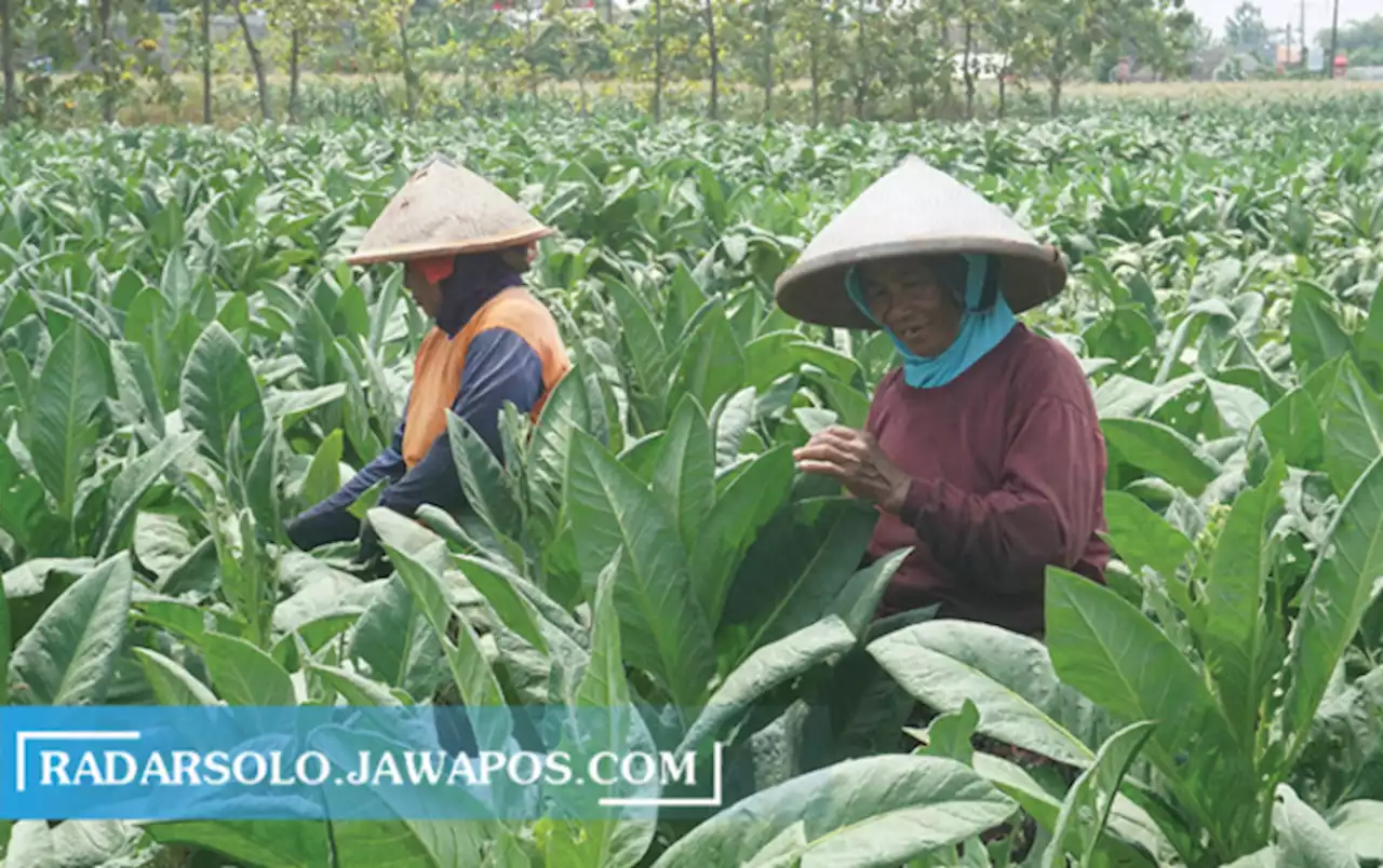 4.150 KPM di Klaten Bakal Terima BLT DBHCHT