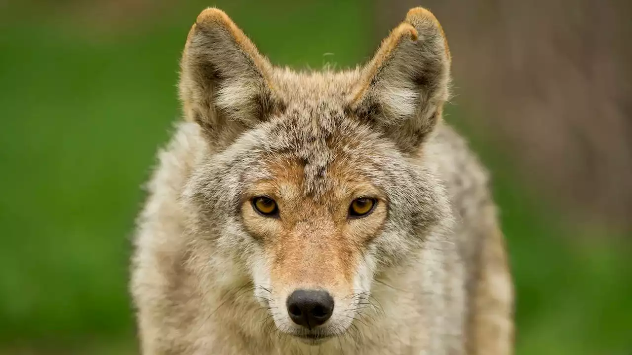 ‘Surrounded’: Police rescue dog walker from at least 9 aggressive coyotes