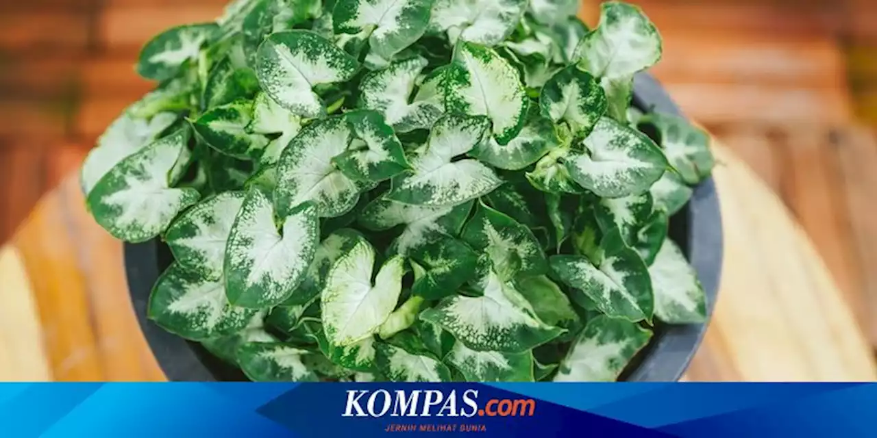 5 Jenis Tanaman Syngonium dan Harganya, Ada yang Sampai Rp9 juta