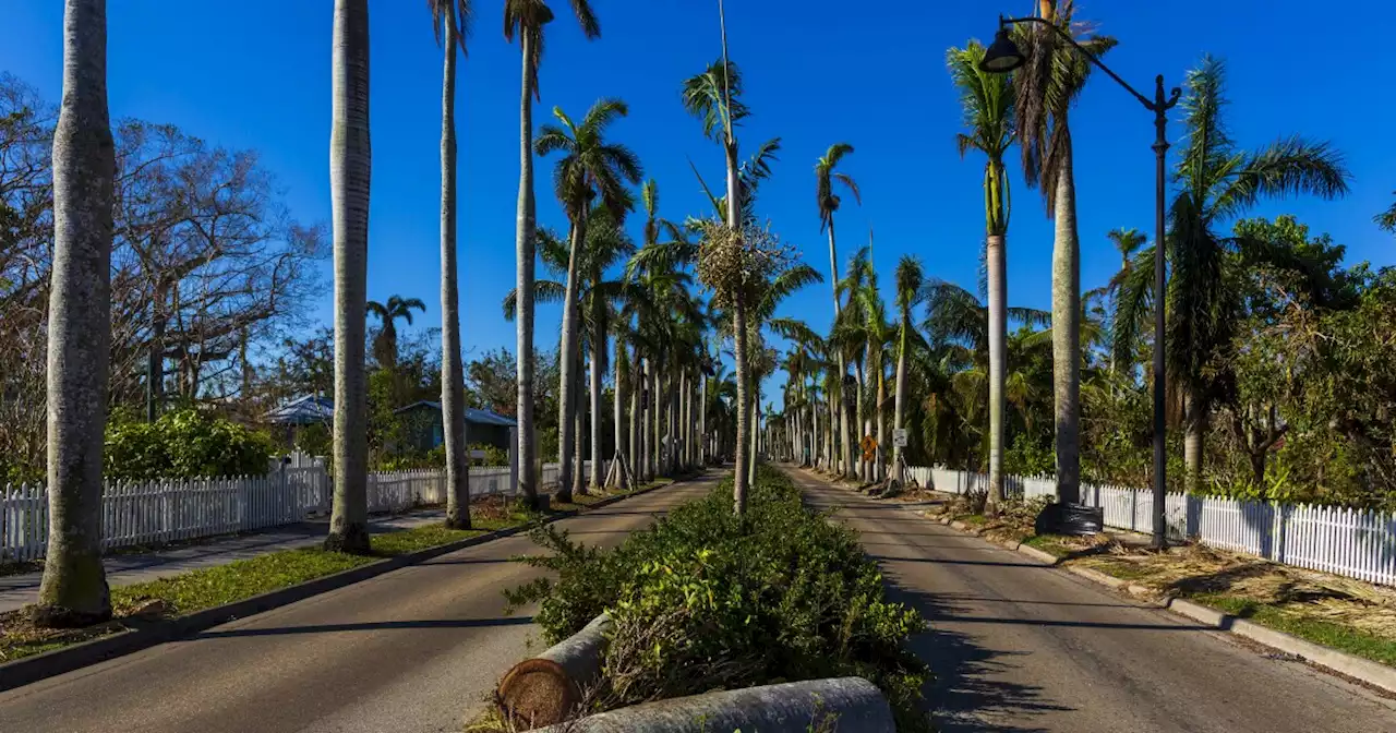 Palm trees in Florida weathered Hurricane Ian's wrath just fine