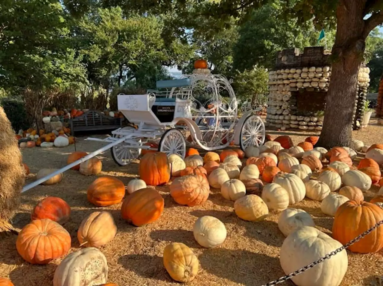 PHOTOS: Inside the Dallas Arboretum’s gourd-geous fall destination