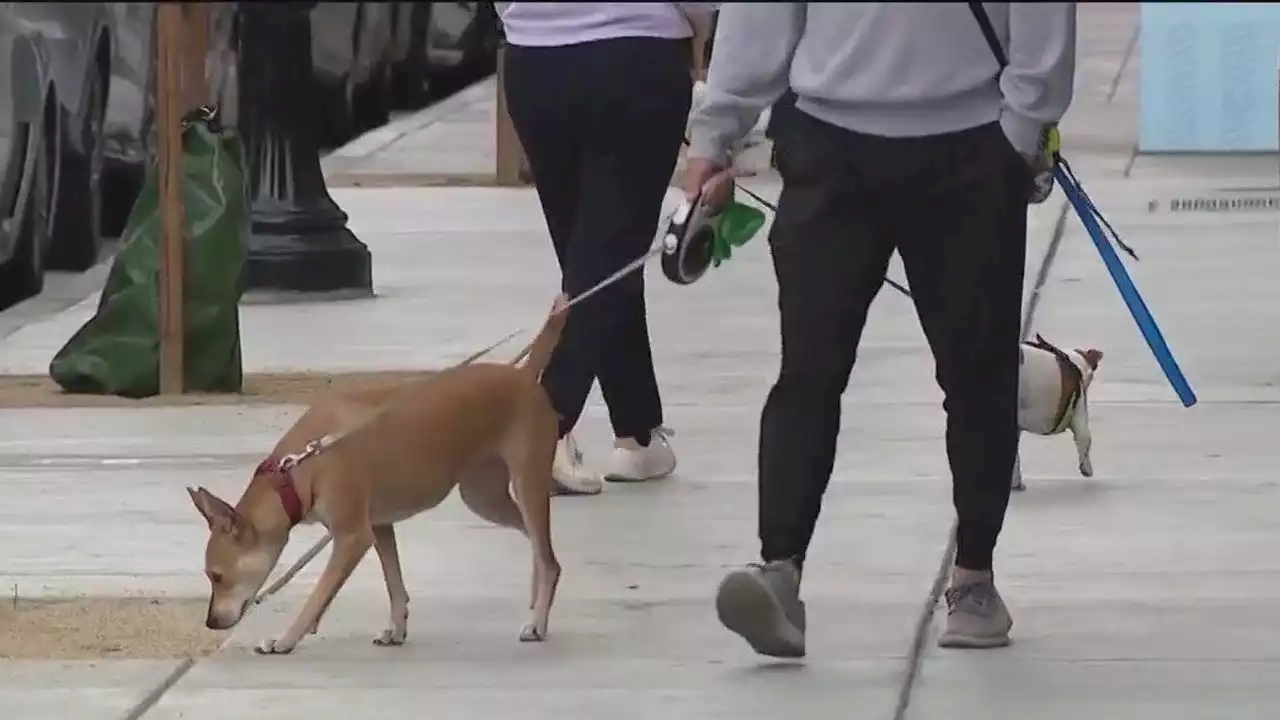 Two more dogs poisoned by meth in San Jose