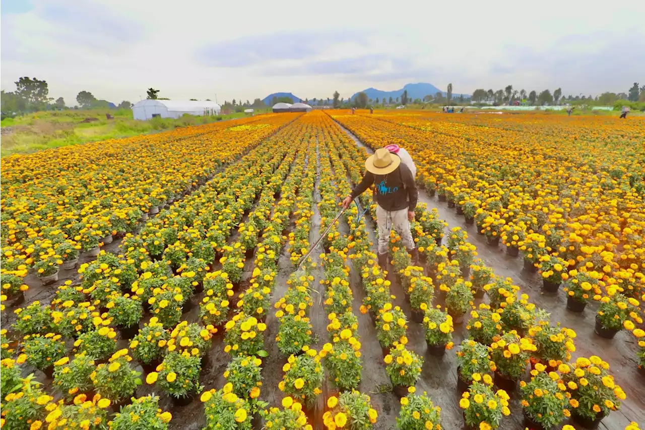 Aumenta Xochimilco producción de cempasúchil en 40 por ciento