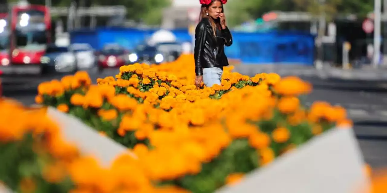 Cempasúchil en CDMX: Vialidades en las que puedes disfrutar de esta típica flor