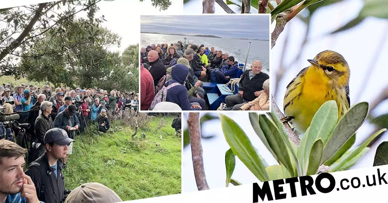 Twitchers descend on tiny Brit island to see rare bird