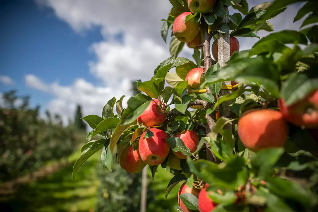 Tolle Ernte – aber Apfelbauern sind trotzdem in großer Sorge