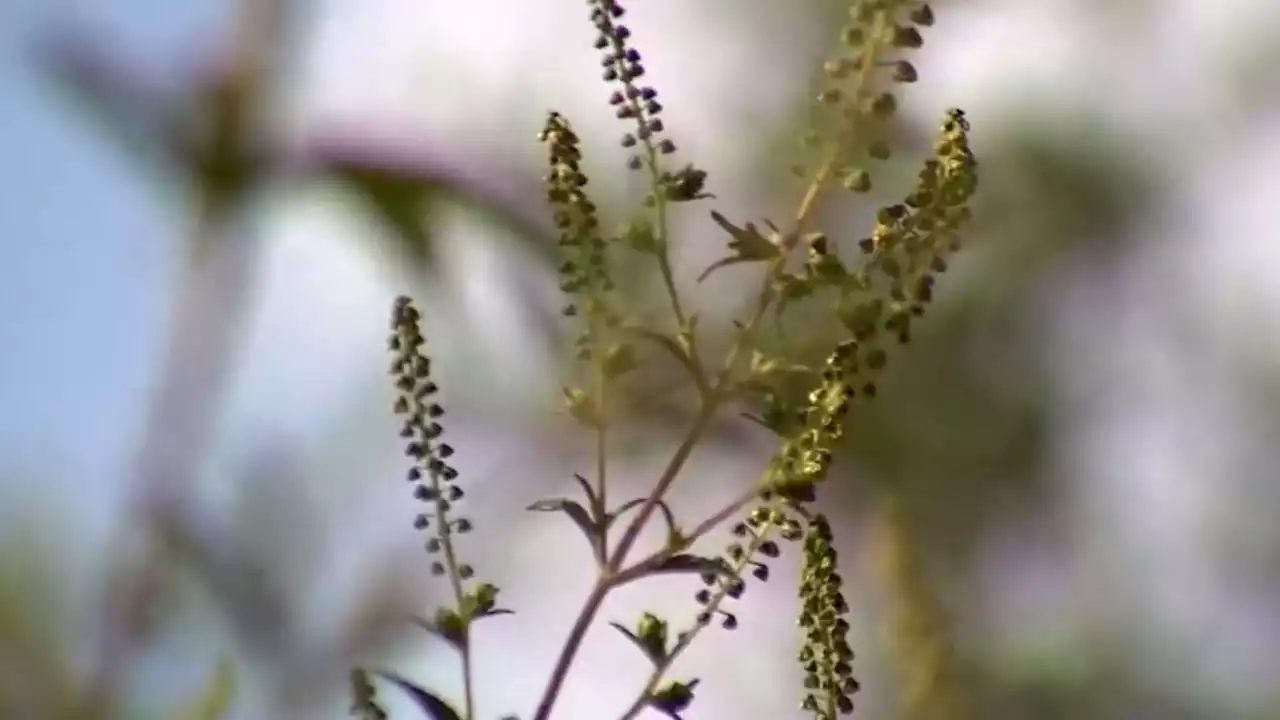 Why Has Allergy Season Lasted So Long This Year? Blame the Weather, Experts Say